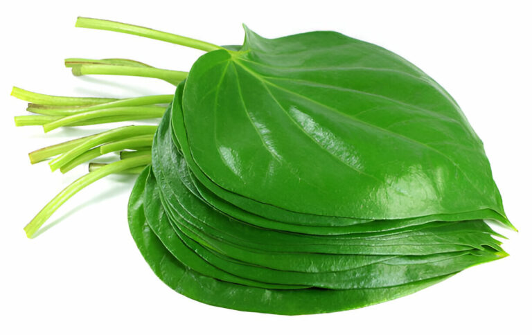 Betel Leaves